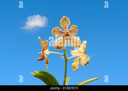 Gelbe und orange Orchideen mit braunen Flecken isoliert vor einem unscharfen blassgrünen Hintergrund. Stockfoto