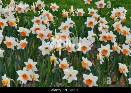 Narcissus Blüten, auch bekannt als Narzissen, Narzissen und Jonquil. Weiße Blüten mit gelben Zentren. Stockfoto