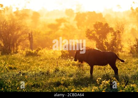 Blaue Wildnis Genießen Sie den goldenen Sonnenaufgang im Kruger Nationalpark mit dramatischem Rücklicht. Connochaetes taurinus Stockfoto