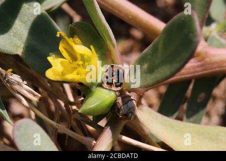 Portulaca oleracea, geläufige Purslane. Wildpflanze im Herbst fotografiert. Stockfoto