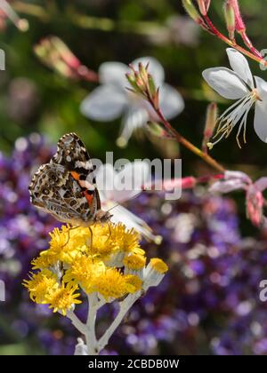 Australian Painted Lady (Vanessa kershawi) Schmetterling auf Blumen Stockfoto
