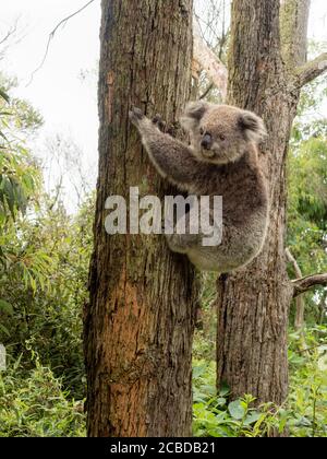 Wilder Koala auf einem Gummibaum Stockfoto