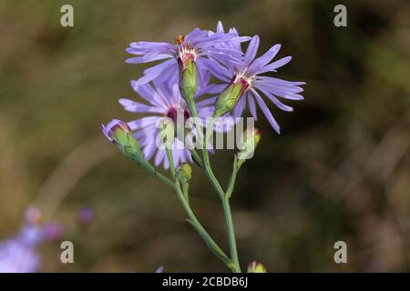 Tripolium pannonicum, Seeaster. Wildpflanze im Herbst fotografiert. Stockfoto