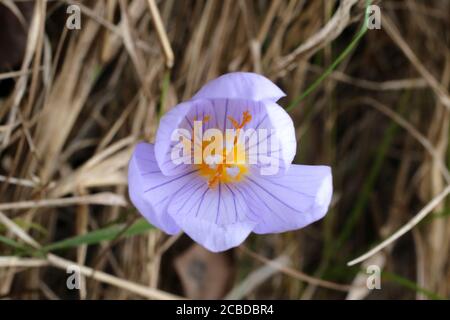 Crocus pulchellus, Hairy Crocus. Wildpflanze im Herbst fotografiert. Stockfoto