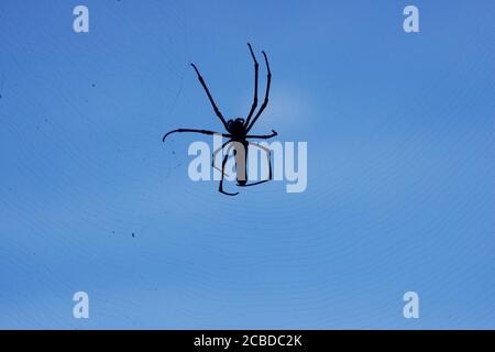 Nördlicher Goldener Orb Weaver spinnt sein Netz im Wald auf Lamma Island in Hong Kong. Stockfoto