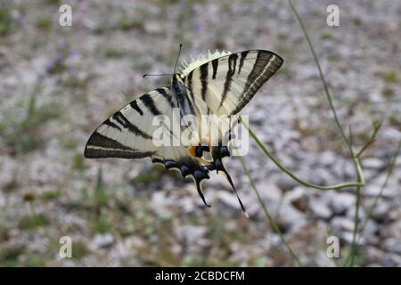 Iphiclides podalirius, seltener Schwalbenschwanzschmetterling, auch Segel- oder Birnenbaum genannt Stockfoto