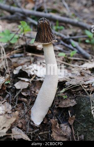 Verpa bohemica - Wilde Pilze im Sommer erschossen. Stockfoto