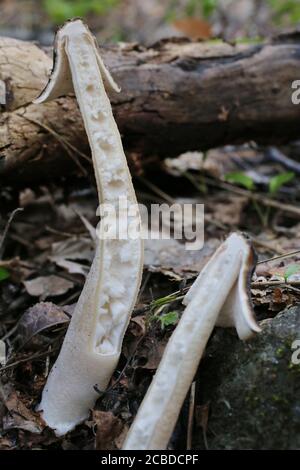 Verpa bohemica - Wilde Pilze im Sommer erschossen. Stockfoto