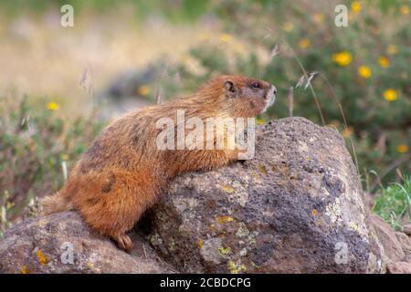 Gelbbauchmurmeltier posiert zwischen Felsen in der Weminuche Wilderness nahe Creede, Colorado, USA Stockfoto