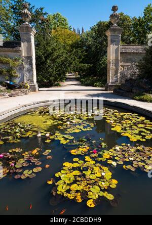 Wasserlillys in Pond, Lower Gardens, University of Oxford Botanic Gardens, Oxford, Oxfordshire, England, Großbritannien, GB. Stockfoto