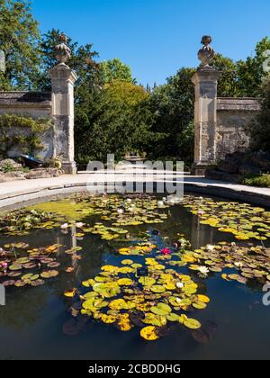 Wasserlillys in Pond, Lower Gardens, University of Oxford Botanic Gardens, Oxford, Oxfordshire, England, Großbritannien, GB. Stockfoto