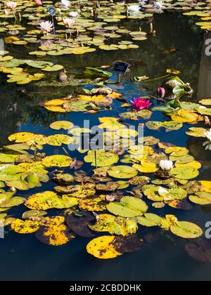 Wasserlillys in Pond, Lower Gardens, University of Oxford Botanic Gardens, Oxford, Oxfordshire, England, Großbritannien, GB. Stockfoto