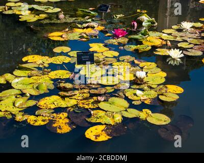 Wasserlillys in Pond, Lower Gardens, University of Oxford Botanic Gardens, Oxford, Oxfordshire, England, Großbritannien, GB. Stockfoto