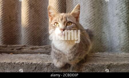 Schöne ashige Kitty ruht auf dem Schieferzaun im Sommer Stockfoto