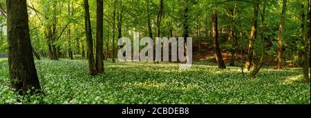 Bärlauch, allium ursinum, wächst unter den Bäumen. Stockfoto