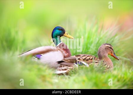 Zwei Stockenten sitzen im Gras in der sommerlichen Natur. Stockfoto