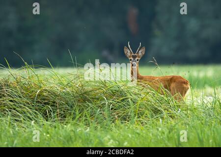 Aufmerksamer Rehbock, der im Sommer auf der Wiese steht. Stockfoto