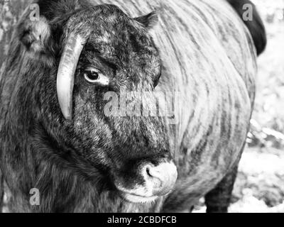 Zubron - Hybrid von Hausrindern und europäischen Bisons, oder klüger. Schwarzweiß-Bild. Stockfoto