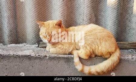 Schöne Ingwer Katze schlafen auf dem alten Schieferzaun in Sommer Stockfoto