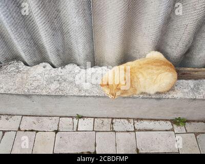 Ginger Katze ruht im Sommer auf dem alten Schieferzaun Stockfoto