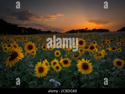 Sonnenblumen in East Chiltington Stockfoto