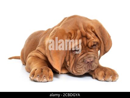 Welpe Bordeaux Mastiff vor weißem Hintergrund Stockfoto