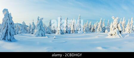 Winter verschneiten Fichtenwald Panoramablick. Hochauflösendes Bild Stockfoto