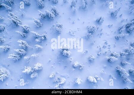 Luftaufnahme des Winter verschneiten Fichtenwaldes. Perspektive aus der Perspektive Stockfoto