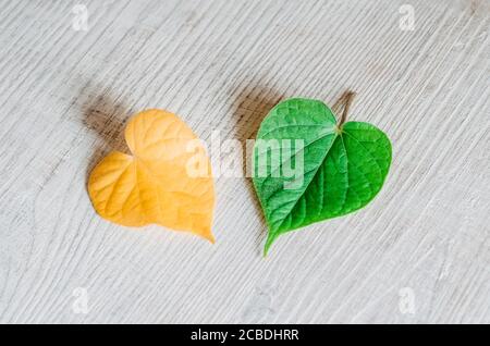 Gelbe und grüne Blätter in Herzform liegen auf einem Holztexturtisch. Das Konzept des Kontrastes, der Wechsel der Jahreszeiten. Stockfoto