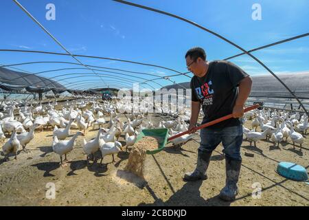 Zhenlai, Chinas Provinz Jilin. August 2020. Der Dorfbewohner Wang Muyao füttert Gänse im Dorf Chatai, Gemeinde Heiyupao, Bezirk Zhenlai, nordöstlich von Chinas Provinz Jilin, 12. August 2020. Der Bezirk Zhenlai, einst ein von Armut gebeuteltes Land auf nationaler Ebene, hat die Armut 2019 nach Jahren der Anti-Armut-Bemühungen abgeschüttelt. Jetzt plant der Landkreis, seine ländliche Infrastruktur und industrielle Struktur mit verschiedenen Fördermitteln zu verbessern. Quelle: Zhang Nan/Xinhua/Alamy Live News Stockfoto