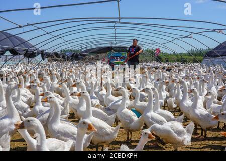 Zhenlai, Chinas Provinz Jilin. August 2020. Der Dorfbewohner Wang Muyao füttert Gänse im Dorf Chatai, Gemeinde Heiyupao, Bezirk Zhenlai, nordöstlich von Chinas Provinz Jilin, 12. August 2020. Der Bezirk Zhenlai, einst ein von Armut gebeuteltes Land auf nationaler Ebene, hat die Armut 2019 nach Jahren der Anti-Armut-Bemühungen abgeschüttelt. Jetzt plant der Landkreis, seine ländliche Infrastruktur und industrielle Struktur mit verschiedenen Fördermitteln zu verbessern. Quelle: Zhang Nan/Xinhua/Alamy Live News Stockfoto