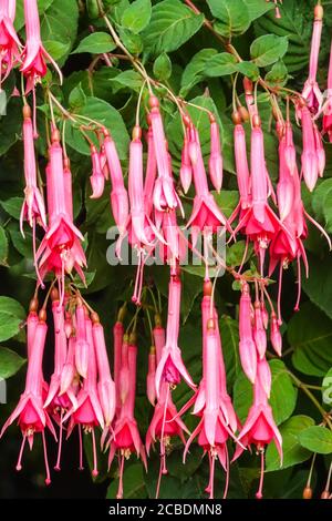 Hardy Fuchsia hängende Blumen Stockfoto