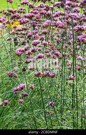 Verbena bonariensis Grenze im Garten, lila Verbena, winterhart ausdauernde blühende Blüten Stockfoto