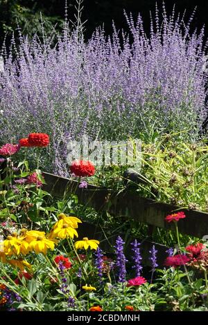 Gartenzaun mit Blumenbeet Grenze Perovskia atriplicifolia, ‘Blue Spire’ Stockfoto