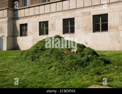 Ein frisch geschnittener Haufen Grasschnitt auf einem Rasen während der Nachmittagssonne. In Wien, Österreich. Stockfoto
