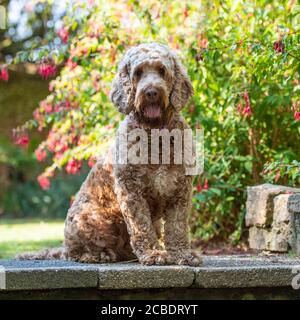 Cockapoo Hund Stockfoto