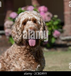 Cockapoo Hund Stockfoto