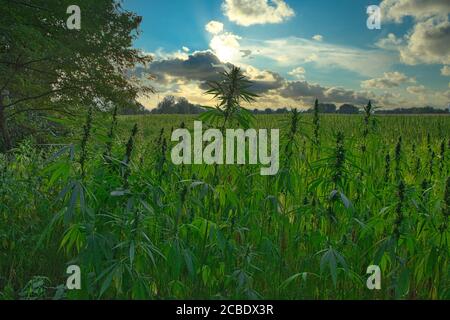 Hanffeld im Sommer im Elsass in frankreich Stockfoto