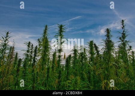 Hanffeld im Sommer im Elsass in frankreich Stockfoto