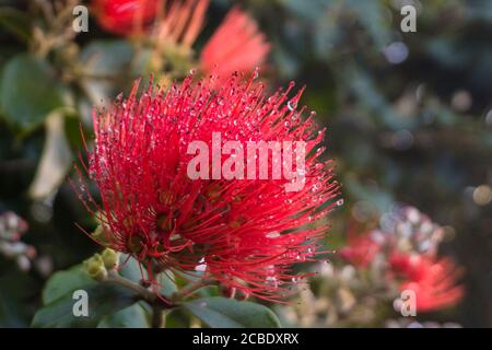 Pohutukawa Blumen mit Regentropfen fallen Stockfoto