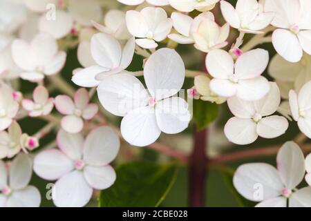 Hortensia paniculata Vanille Fraise, panikulierte Hortensia Rehny Nahaufnahme Stockfoto