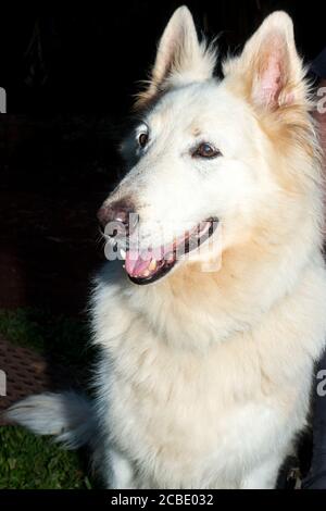 White swiss Shepherd Hund spielt auf dem grünen Gras, Kapstadt, Südafrika Stockfoto