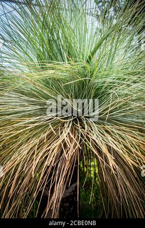 Xanthorrhoea johnsonii Johnsons Grasbaum. Stockfoto