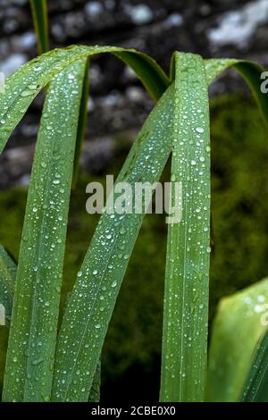 Perlen aus Wasser auf den Blättern einer Iris-Pflanze. Stockfoto