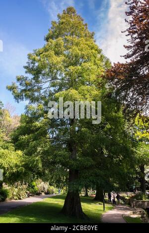 Metasequoia glyptostroboides Dawn Redwood Baum. Ein schnell wachsender pyramidialer großer Laubbaum, der in den Trenance Gardens in Newquay in Cornwall wächst. Stockfoto