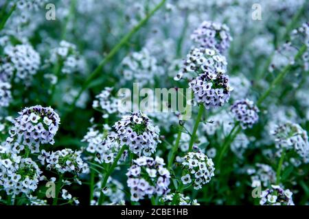 Flora und Fauna der "Prinzessin der Hügel", Kodaikanal ist eines der beliebtesten Flitterwochen touristischen Destinationen in Südindien. Stockfoto