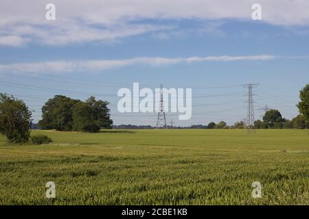 Farmszene zeigt Maisfeld mit elektrischen Pylonen in der Entfernung Stockfoto