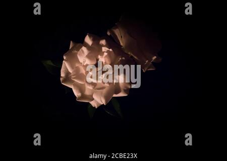 Weiße Rosenblüte blüht im Dunkeln Stockfoto