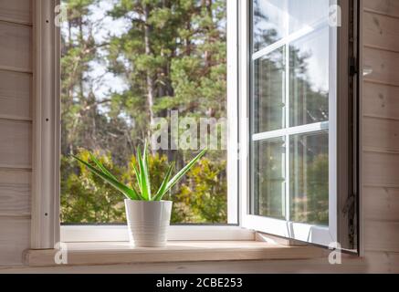 Weißes Fenster in einem rustikalen Holzhaus mit Blick auf den Garten und den Pinienwald. Aloe Vera im weißen Topf auf Fensterbank Stockfoto