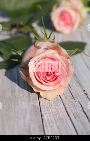 Vertikale Nahaufnahme einer schönen rosa Rose Kopf auf Eine hölzerne Oberfläche Stockfoto